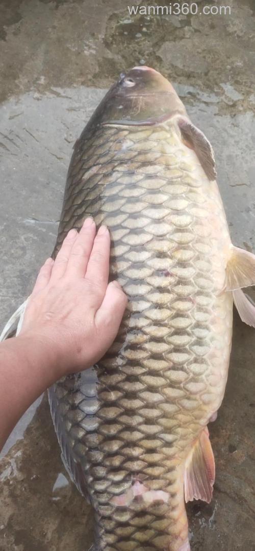大鲤鱼是什么意思?