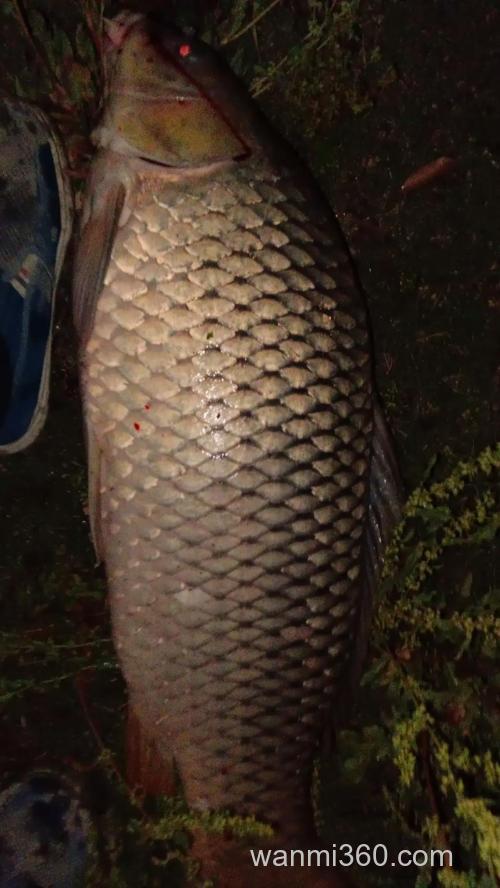 大鲤鱼好钓吗 用什么钓最好钓
