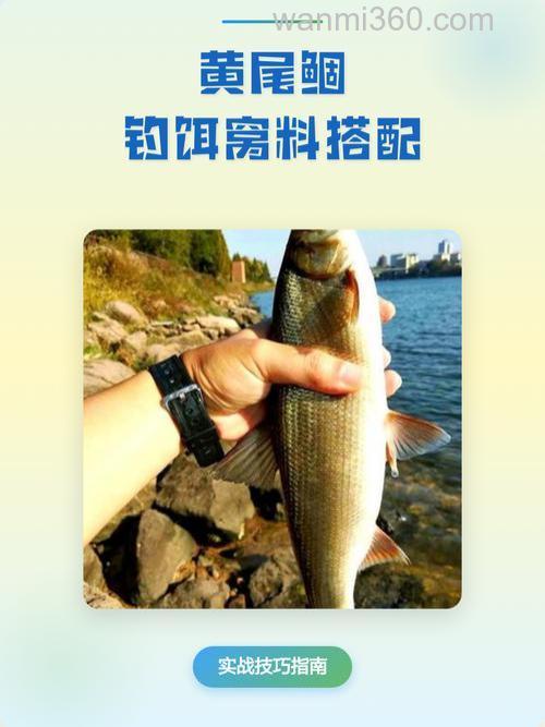 求助钓黄尾 密鲴的好钓饵和窝料 红虫除外