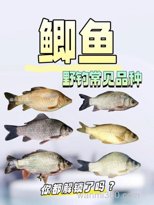 钓鲫鱼7种情况口重,7种情况口轻,掌握它,不会放过轻口鱼