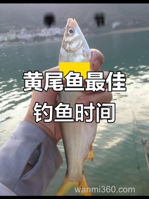 紧水怎么筏钓黄尾巴