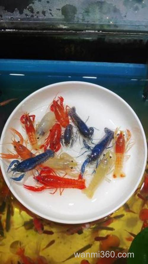 蓝魔虾吃什么？吃什么长得快？吃红线虫好吗？请专业人员解答！！！