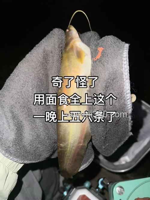面食和蚯蚓钓鲫鱼,哪个好使?