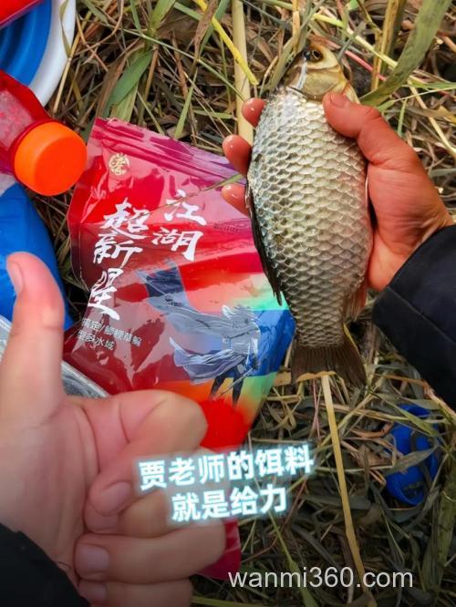 江湖钓鱼用偏香或偏腥好