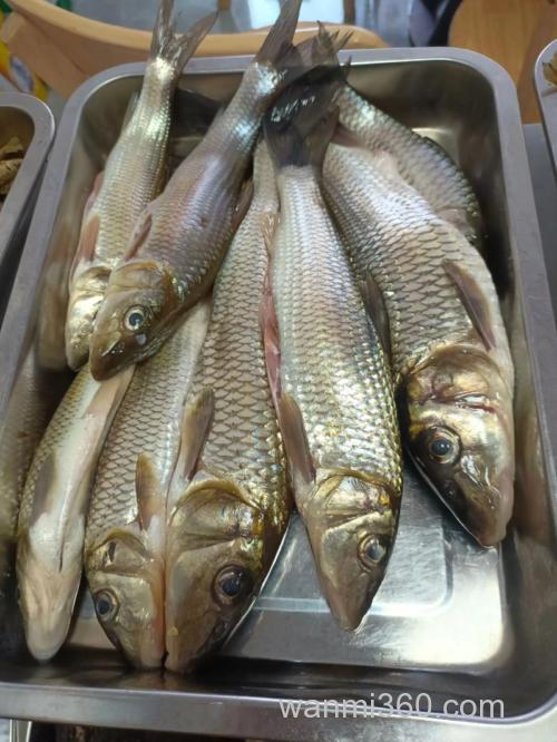 用什么泡过的鱼料鱼才肯上钩呢