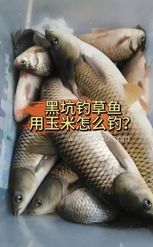 VB玉米钓黑坑草鱼怎么样？