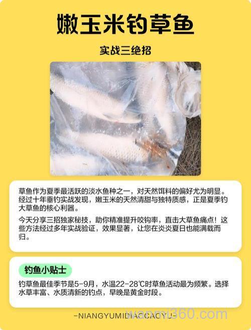 玉米钓草鱼技巧和方法有哪些？主要有3个重点！