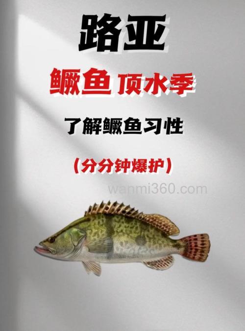 钓桂鱼的三个绝招是什么?