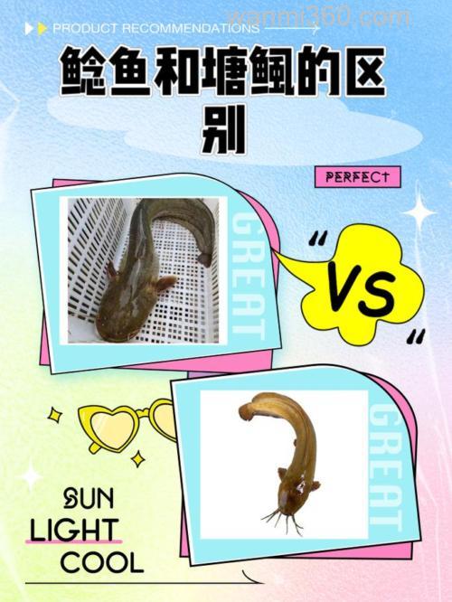 塘鲺、鲶鱼的区别介绍