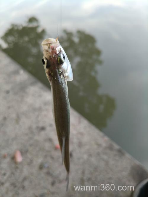 油渣怎么钓鱼