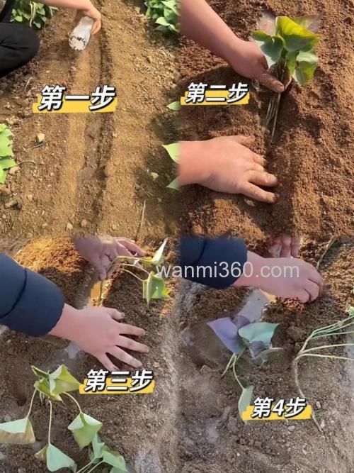 红薯打窝正确方法?