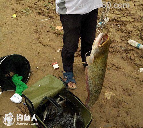 爆炸钩挂白条巧钓鲶鱼技巧
