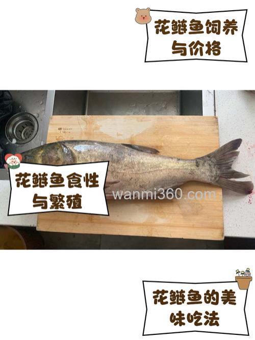 花鲢鱼吃玉米和黄豆吗？