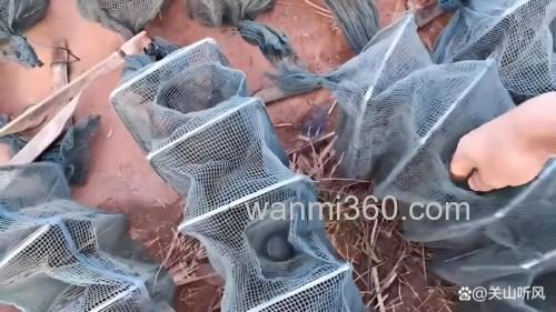 地笼抓黄鳝用什么饵?
