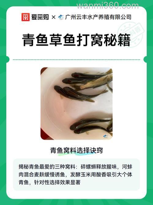 草鱼窝料怎么发窝最快?