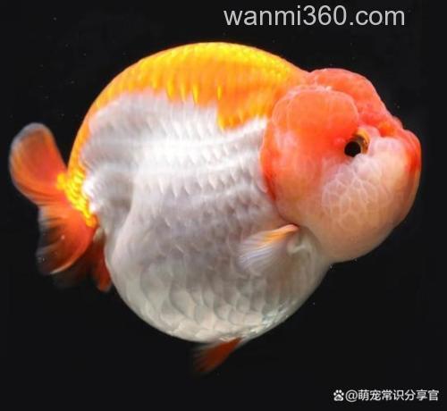麦穗能和兰寿混养吗？