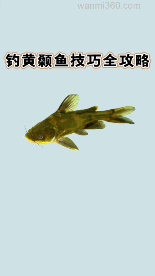 夏季阴雨天钓黄颡鲶鱼的技巧