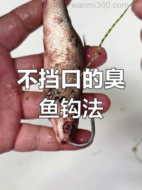 初秋夜钓鲶鱼的用饵选择及装钩技巧