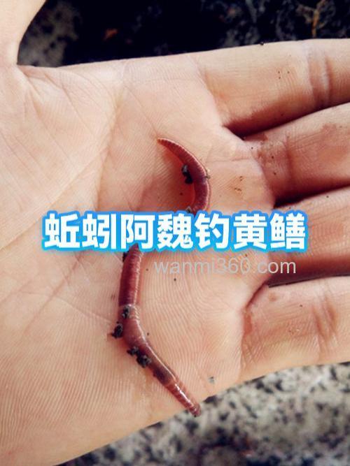 阿魏拌蚯蚓钓鱼配方?