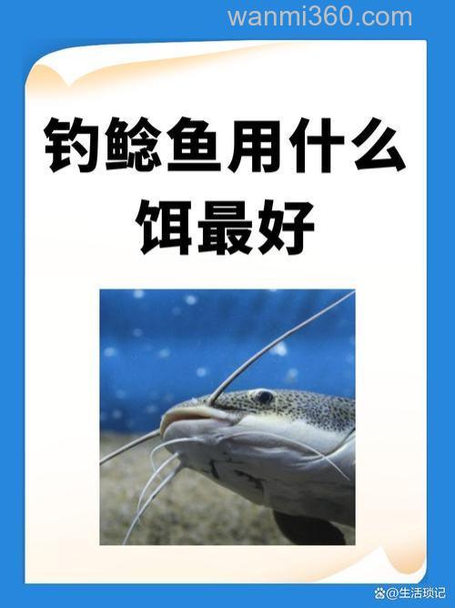 鲶鱼用什么饵钓最好是?