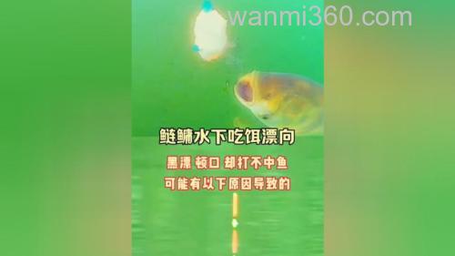 浮钓鲢鳙有明显的顿口甚至黑漂为什么打不着