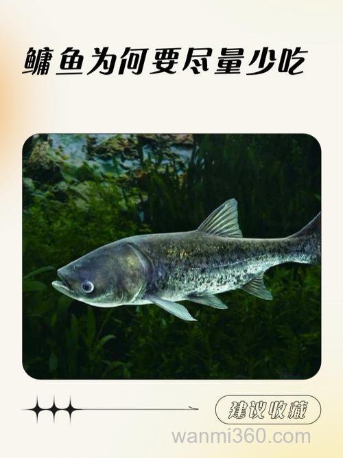 鲢鱼吃不吃玉米,鲢鱼都吃什么?