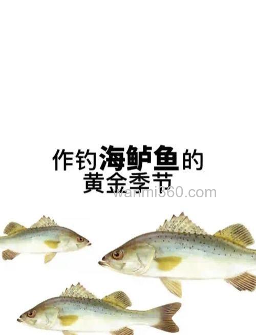 路亚海鲈如何选择好地点