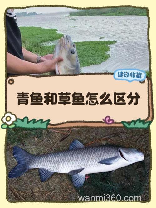 草鱼在河里什么位置?