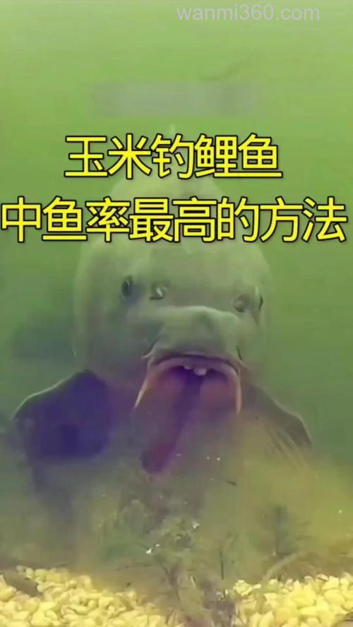 煮熟的玉米钓鲤鱼怎么泡