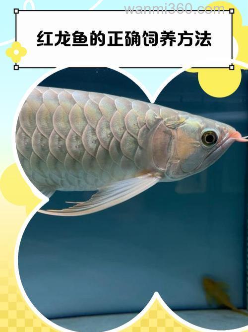 红龙鱼吃什么最有营养?
