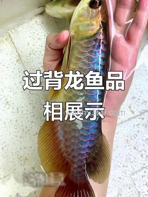 新买10厘米的过背金龙,喂什么好?
