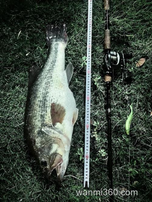 秋季BASS(鲈鱼)作钓的小细节