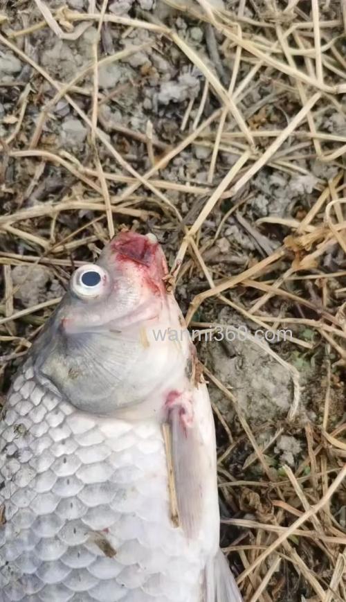 鱼塘养殖的鲫鱼问题?