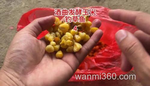 玉米泡白酒钓草鱼怎么样?