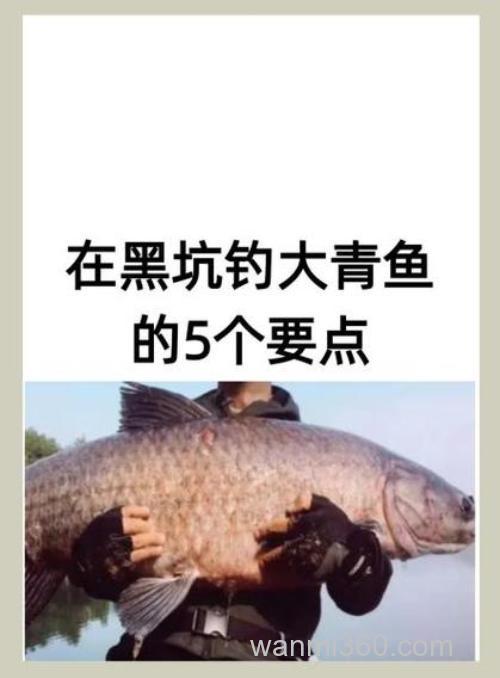 榴莲香精对钓黑坑青鱼有没有效果?