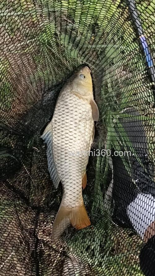 伏天野钓鲤鱼加天元千里香好吗？
