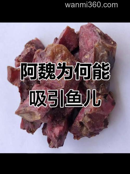 阿魏钓鱼最佳使用方法