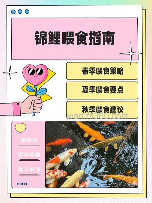 怎么给鱼喂药?