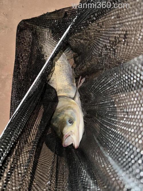 夜钓胡子鲢技巧?