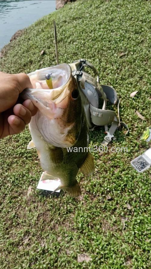 路亚BASS(鲈鱼)作钓浅谈