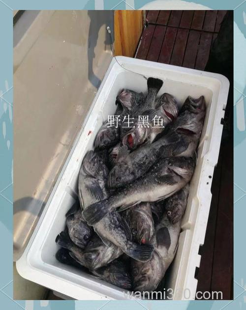 海钓黑鱼时水下拍摄技巧大揭秘!相机该如何选?