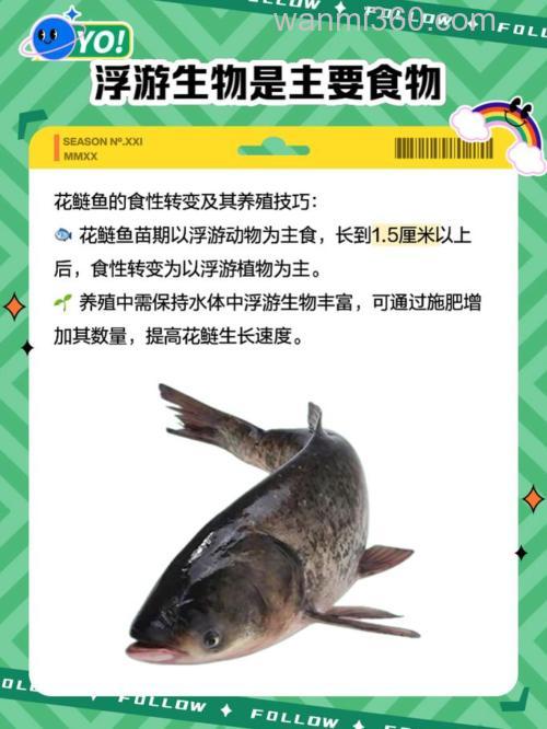 农村花鲢喂什么料长得快?