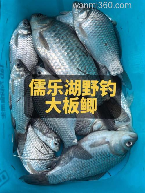 现在这个季节用什么饵料钓大板鲫比交好?