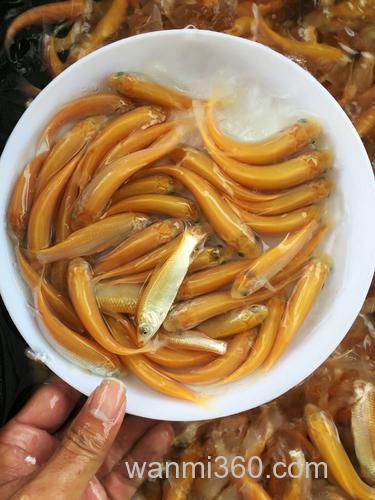 俄罗斯金丝鲩喜欢吃什么饵料?