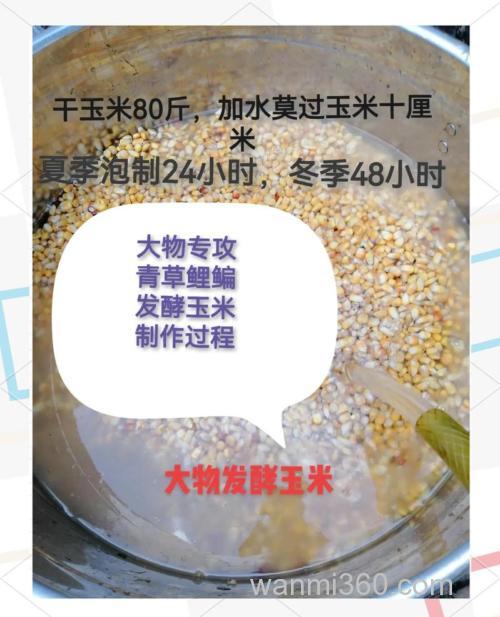 怎样用老玉米打窝，自制钓大鲫鱼饵料配方？