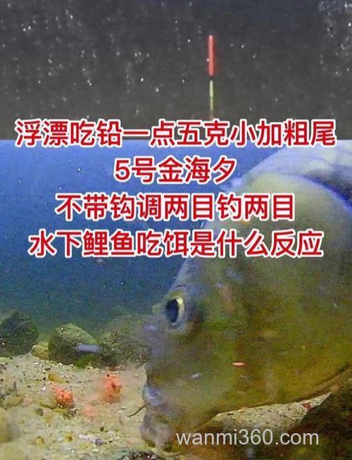 鲤鱼对酸饵有什么反应？