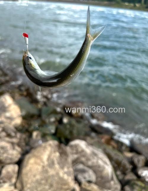 海钓鲻鱼有何技巧?掌握这些,提升上钩概率