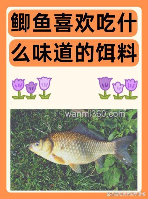 鲫鱼喜欢吃什么味道的饵料
