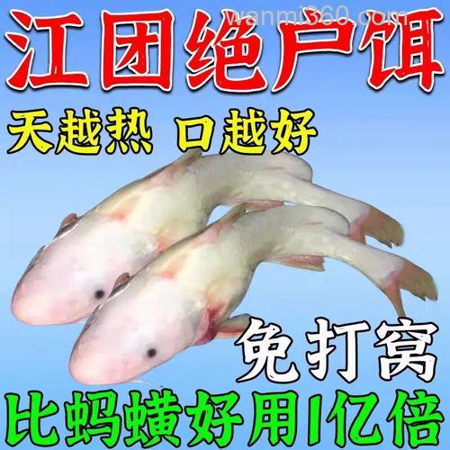 钓叉尾鱼用什么料好?