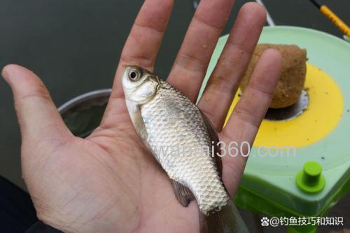 夏季台钓鲫鱼为何都是小的